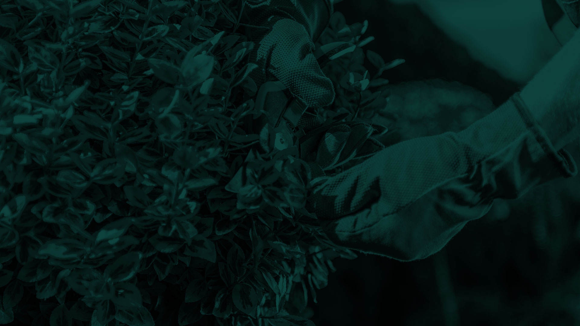 Landscape Banner