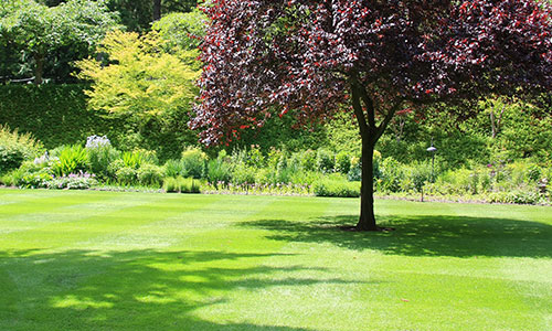 Spring Landscaping Tips for a Lush, Green Yard in Dunwoody