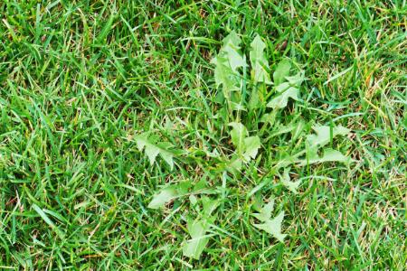 Commercial Fertilization / Weed Control