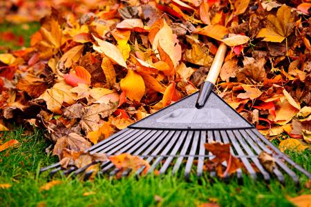 Commercial Leaf Removal