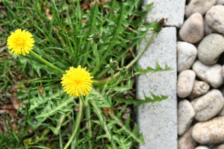 Residential Fertilization / Weed Control