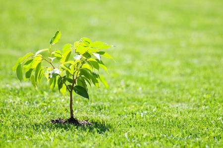 Shrub & Tree Installation