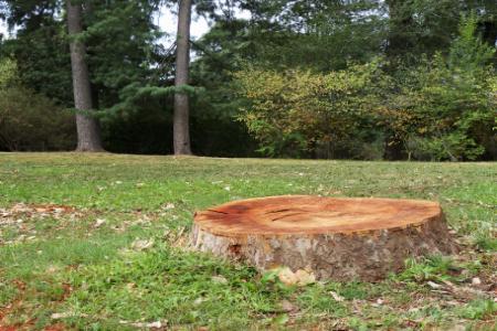 Stump Grinding